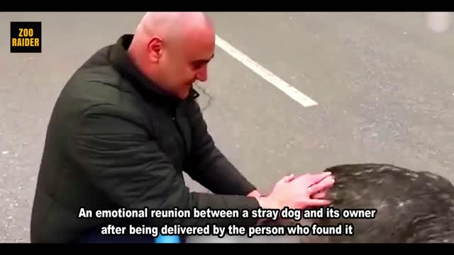 Stray Dog Reunited With Owner