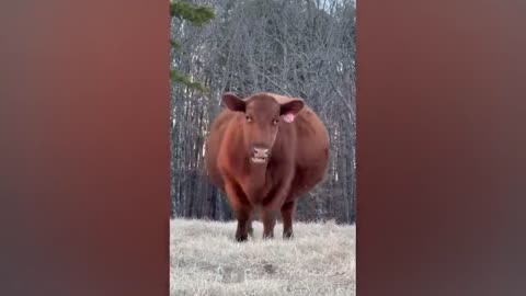 The most funny animals play with dogs and cats 2021 No #75