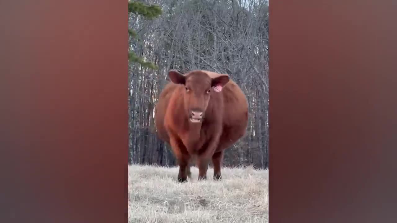 The most funny animals play with dogs and cats 2021 No #75