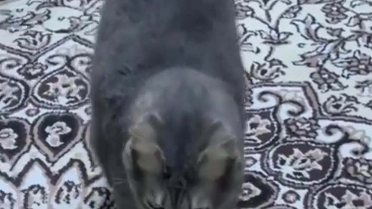 Funniest animals 2023. In tiketike funny and fails