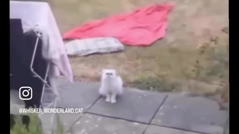 Scary cat