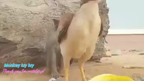 Funny Clips, Entertainment
