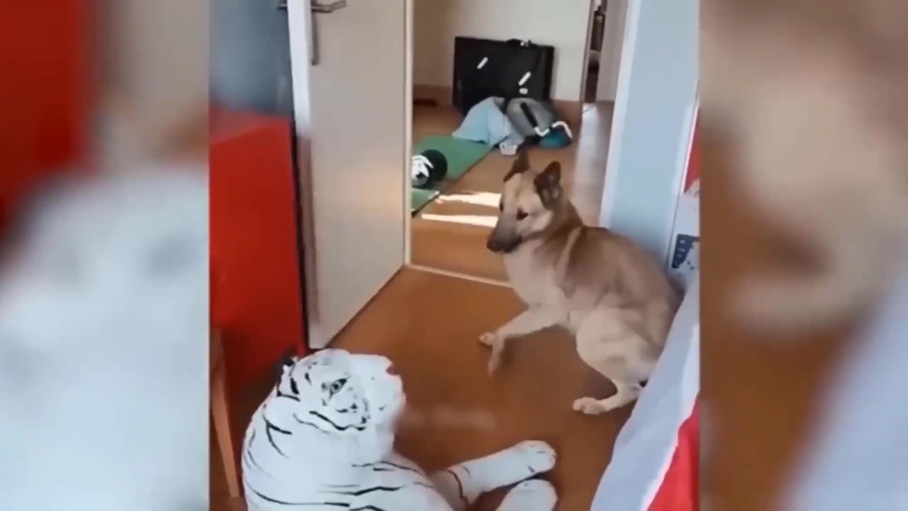 Funny Animal Videos 2023 🥰 - Funniest Dogs and Cats Videos 😁 #6