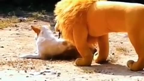 Animal funny video