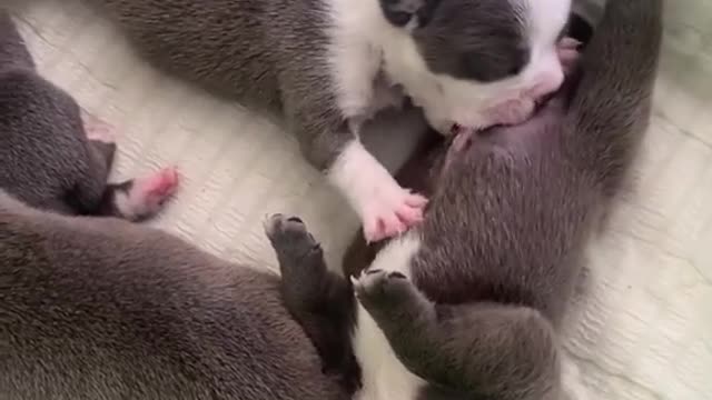 The puppy thought his friend was the mother, so he suckled well