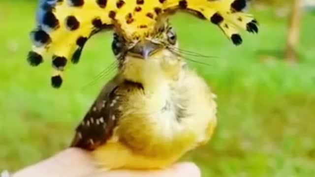 This is a female Amazonian Royal flycatcher, for all interested