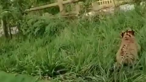 Best Funny Animal Videos of the year,Relax with cute Animals