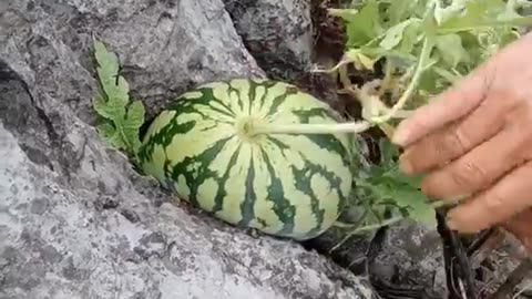 Watar Melon Trapped in Rock 😯