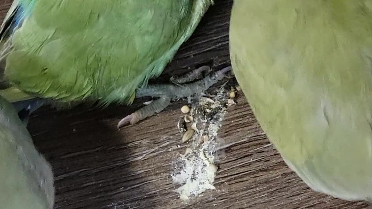 Beautiful birds