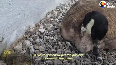 Guy Teaches His Rescued Gosling How To Fly | The Dodo Soulmates