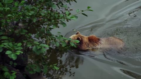 good animal swimming playing 2022 beautifull swimming