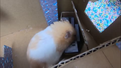 Hamster Escapes The Awesome Minecraft Maze With Underwater Obstacle Course3