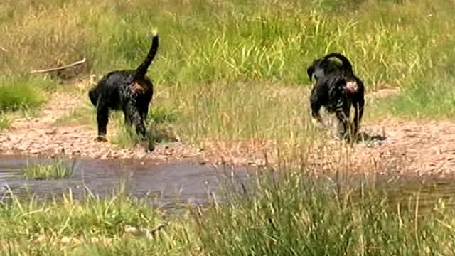 Bernese Mountain Dog Jessie and Boots swimming for the First Time