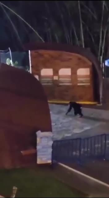 Así sacrificaron a chimpancé en Pereira