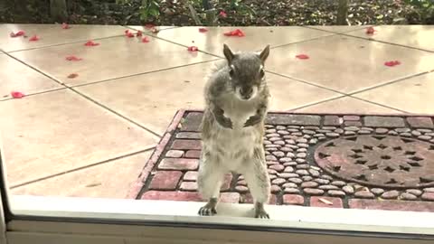 Dancing Squirrel