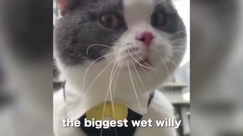 Funny cat voiceover..