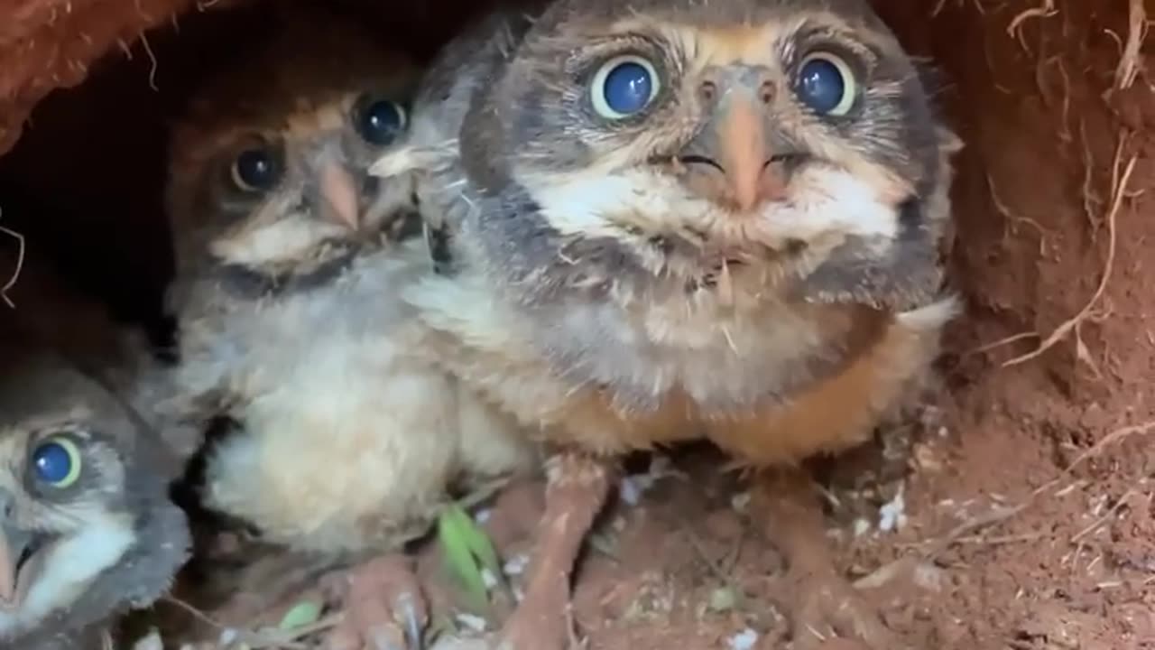 Taking a Peek at Burrowing Owl Chicks || follw me
