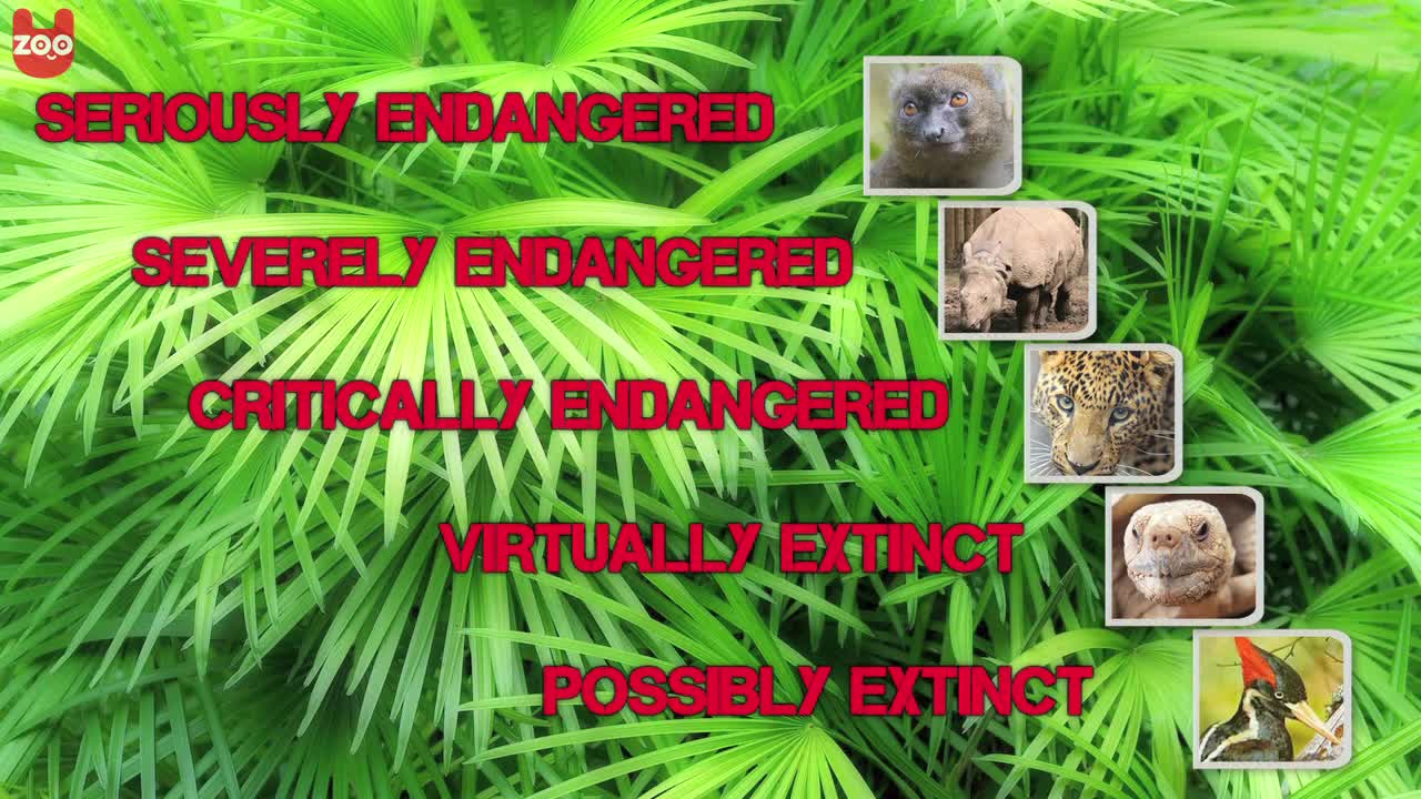 Top 5 Most Endangered Animals