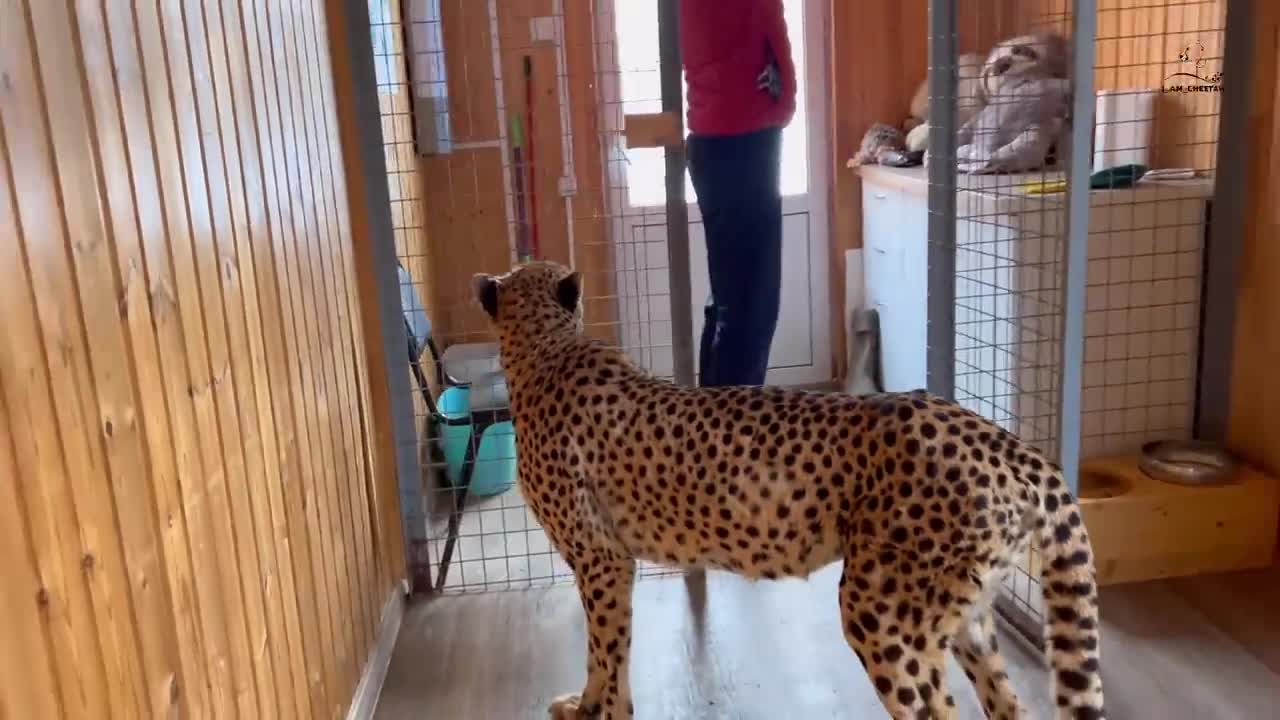 Гепард Герда самый ласковый компаньон! Как Герда помогала Саше лампочки менять!