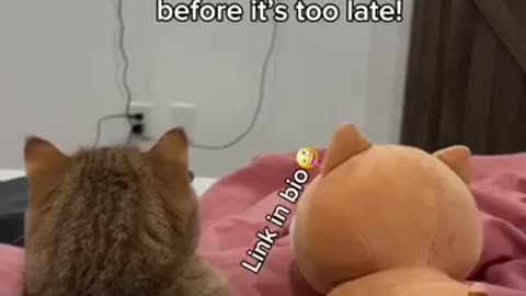 Cat funny video
