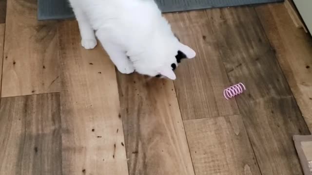 Rebel gets new toys