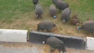 The Guinea Fowls now know his car