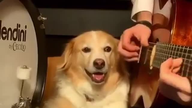 The world's first dog drummer