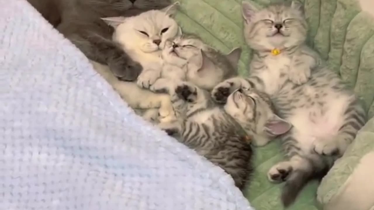 cat sleeping her famely #cat #animels #viral #hd #4k