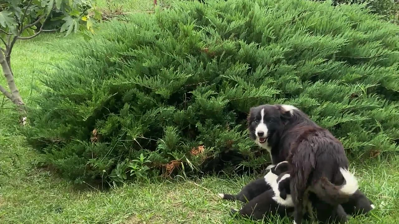 Bush Contains Many Border Collie Puppies