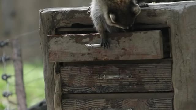 Two naughty little raccoons