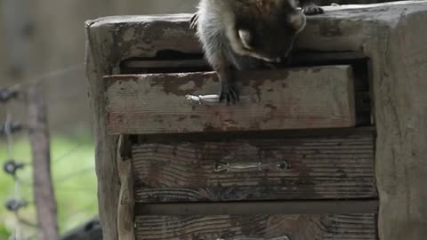 Two naughty little raccoons