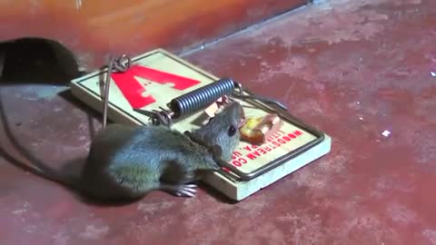 Mouse died on a mouse trap,