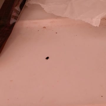 Spider Christ is still food from my lunch Box.