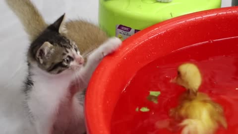 Kittens admire ducklings for eating delicious food while swimming and bathing