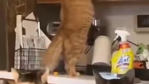 Funny animal