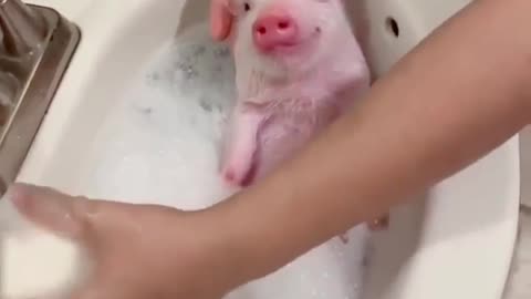 Piggy Bubblebath