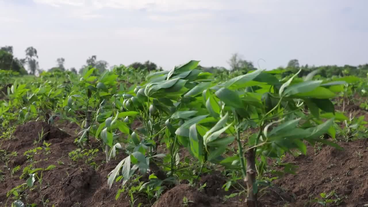 Cashew Cultivation and Cashew Nut Harvesting in My Village-16