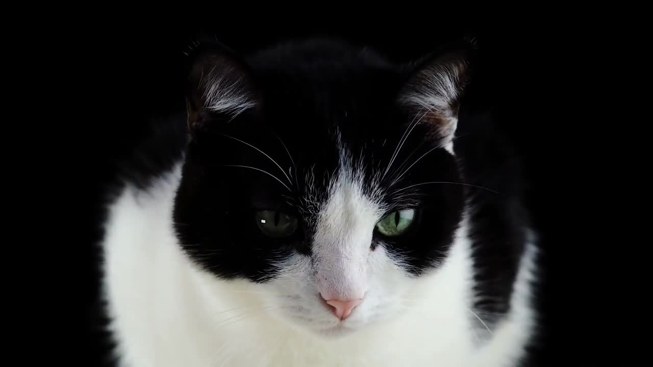 Beautiful Cats In The World In 8K | Kittens Playing And Meowing