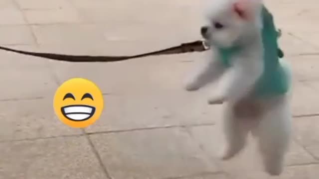 Wao !Funny pet lovely with Chinese girl 😍