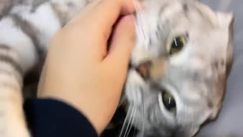 Cute and funny cat says what did i Say no toushing