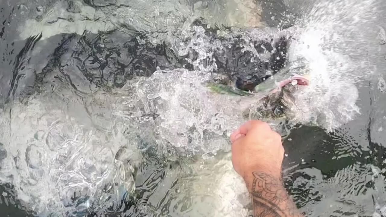 Feeding Tarpon in KEY WEST!