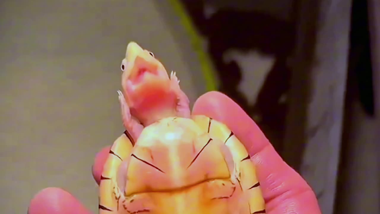 Thé Turtle laugh