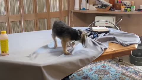 Owners Observe Dog as They Hilariously Struggle to Jump On Table