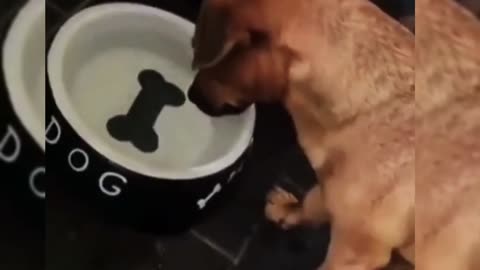 Cute pet funny moment