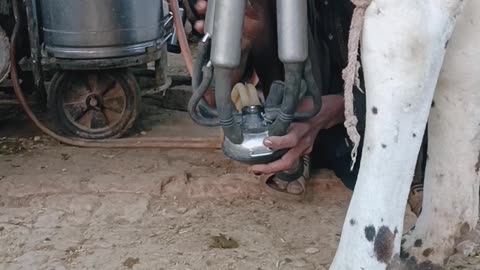 Milking a cow