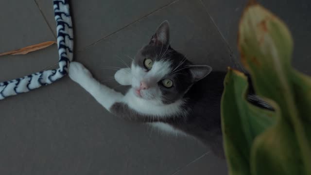 a beautiful domestic cat with green eyes