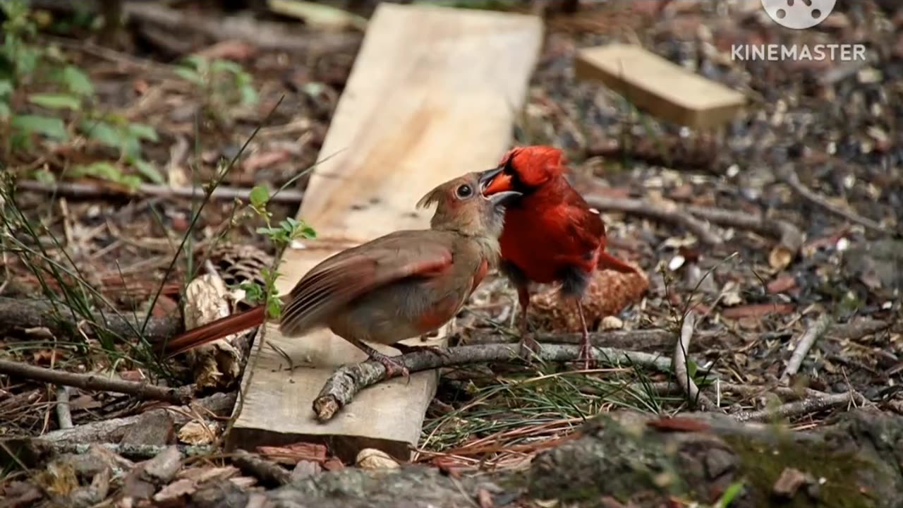 Exploring Nature's Beauty 😍- bird 🕊️🕊️🕊️