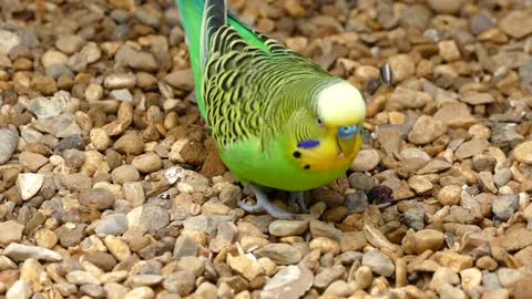 Parrot collecting stones.