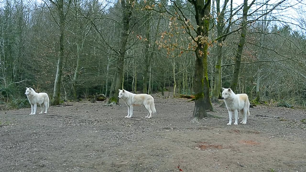 Howling Wolves