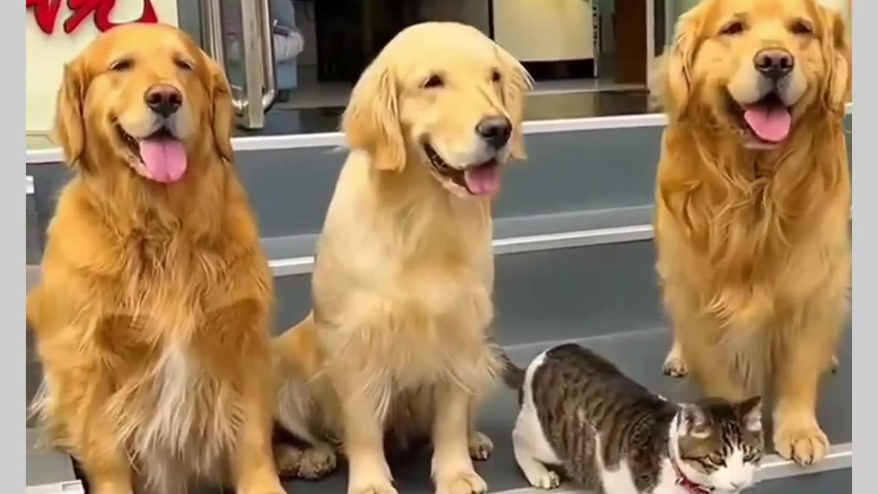 Dogs and cat funny video